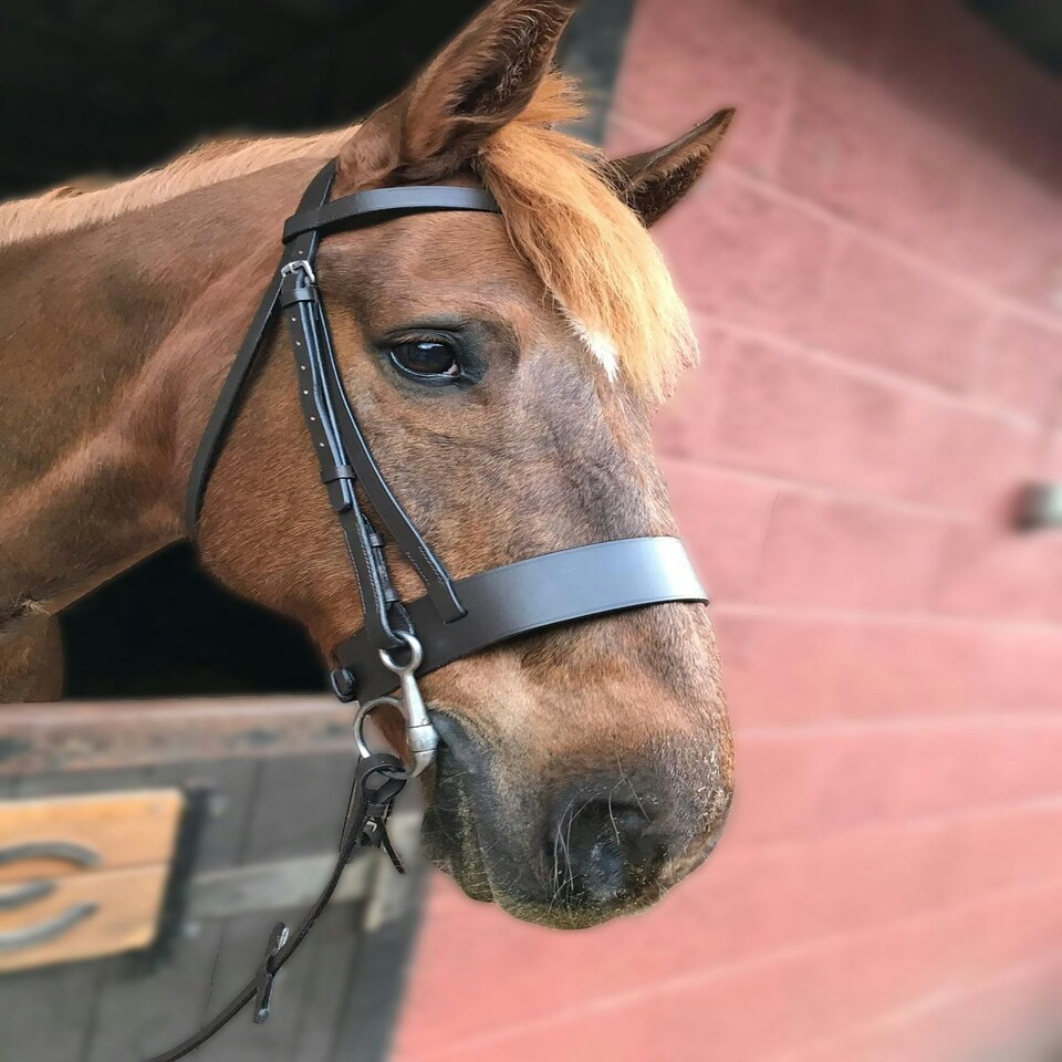 Gallop Equestrian Hunter Bridle Black | Size: Full
Colour: Black