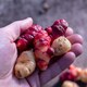 image 2 of Marshalls Garden Oca Yam Tubers (5 Tubers) | Multi