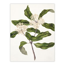 New Zealand Tarata Lemonwood Plant Featon Huge Wall Art Print 18X24 In