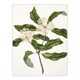 image 1 of New Zealand Tarata Lemonwood Plant Featon Huge Wall Art Print 18X24 In