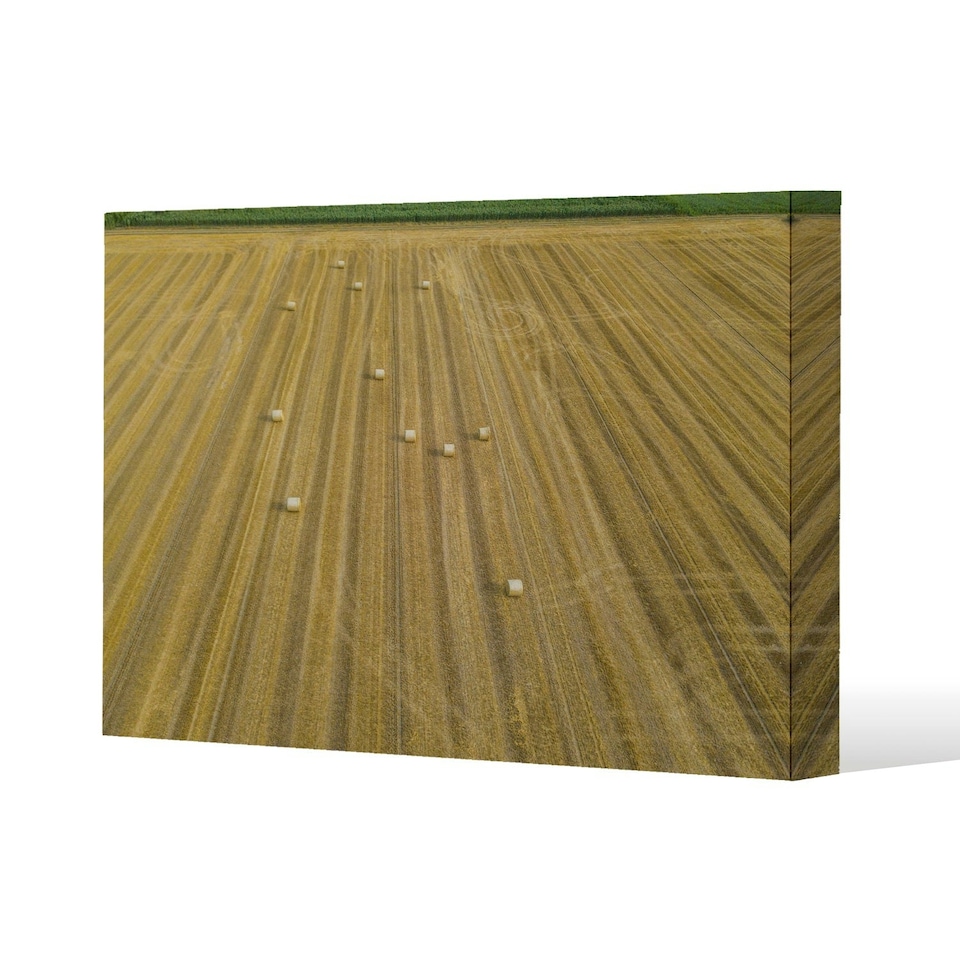 image 1 of straw bales of wheat lying on harvested field (Canvas Print)