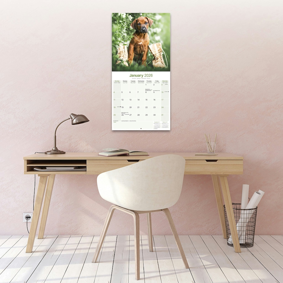 image 1 of Rhodesian Ridgeback 2026 Calendar | Square Wall Calendar | Dog Breed Gift | Plastic Free Packaging | by Avonside Publishing