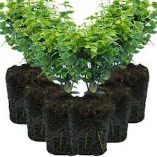 Euonymus Emerald Gold Evergreen Shrub 6 Pack 10.5cm | Multi