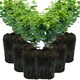 image 1 of Euonymus Emerald Gold Evergreen Shrub 6 Pack 10.5cm | Multi