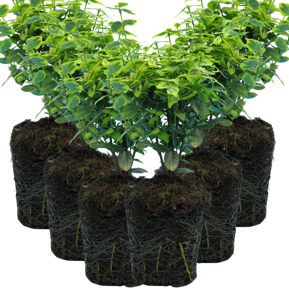 image 1 of Euonymus Emerald Gold Evergreen Shrub 6 Pack 10.5cm | Multi