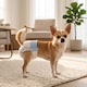 image 2 of PawHut Disposable Dog Diapers Female Dog Nappies 48 Count, XS, 15-33 cm
