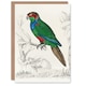 image 1 of Oliver Goldsmith Art Card Parakeet Parrot Bird Drawing