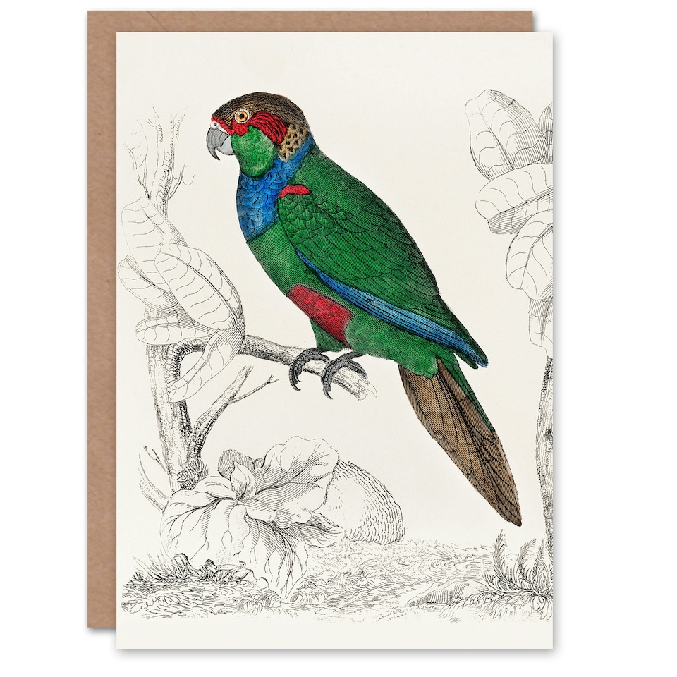 image 1 of Oliver Goldsmith Art Card Parakeet Parrot Bird Drawing