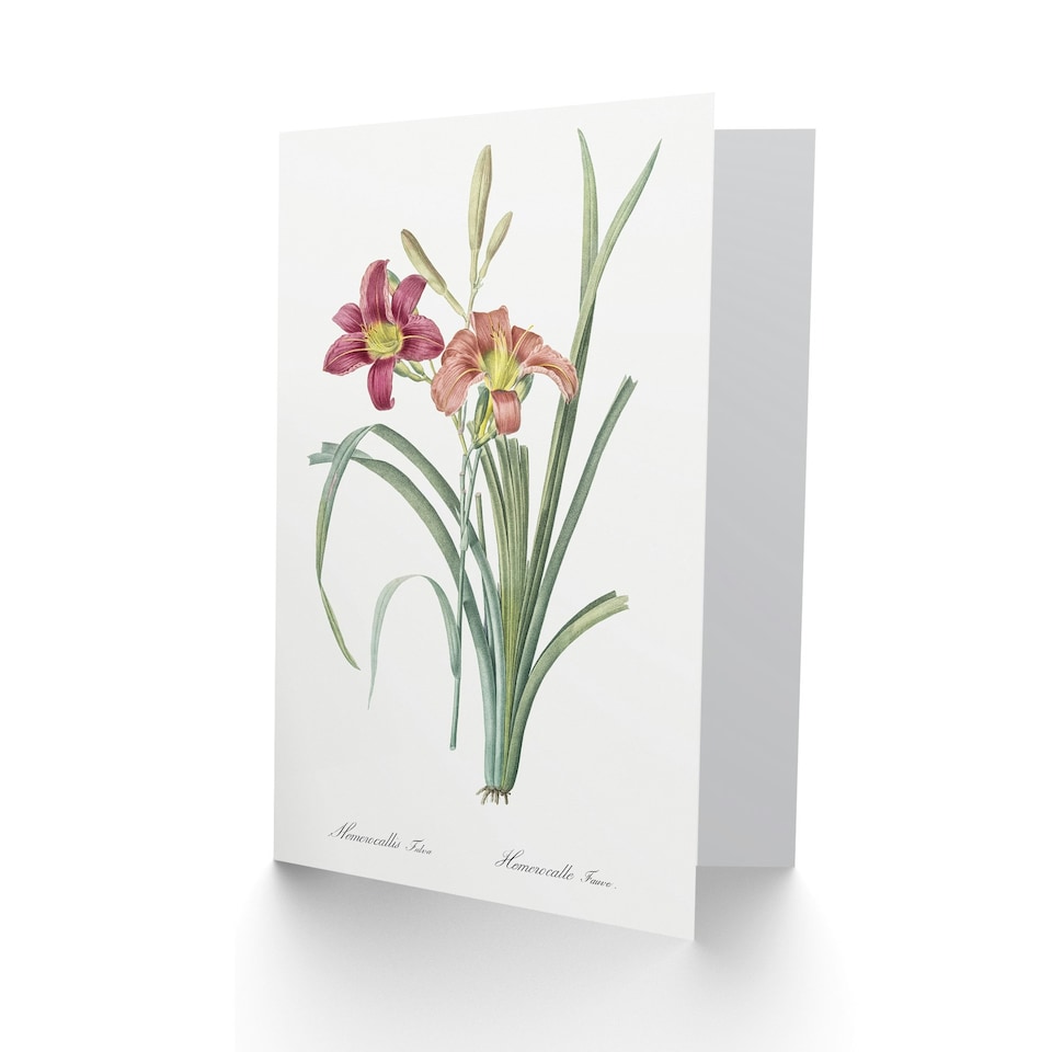 image 1 of Pierre-Joseph Redouté Art Card Orange Day Lily Vintage Floral