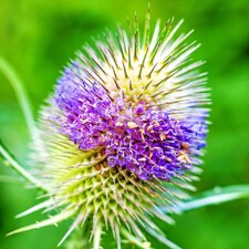 Thompson & Morgan Pollinator Mix Wildflower Seeds - Bees Butterflies Wildlife Friendly