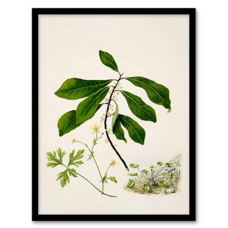 image 1 of Sarah Featon Framed Wall Art Caltha New Zealand Marsh Marigold Plant Home Décor