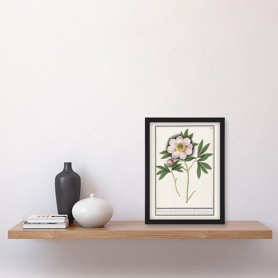 image 1 of Anselmus de Boodt Blooming Peony Flower Study Framed Wall Art Picture Print A4