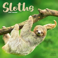 Sloths 2026 Calendar | Square Wall Calendar | Animal Gift | Plastic Free Packaging | by Avonside Publishing