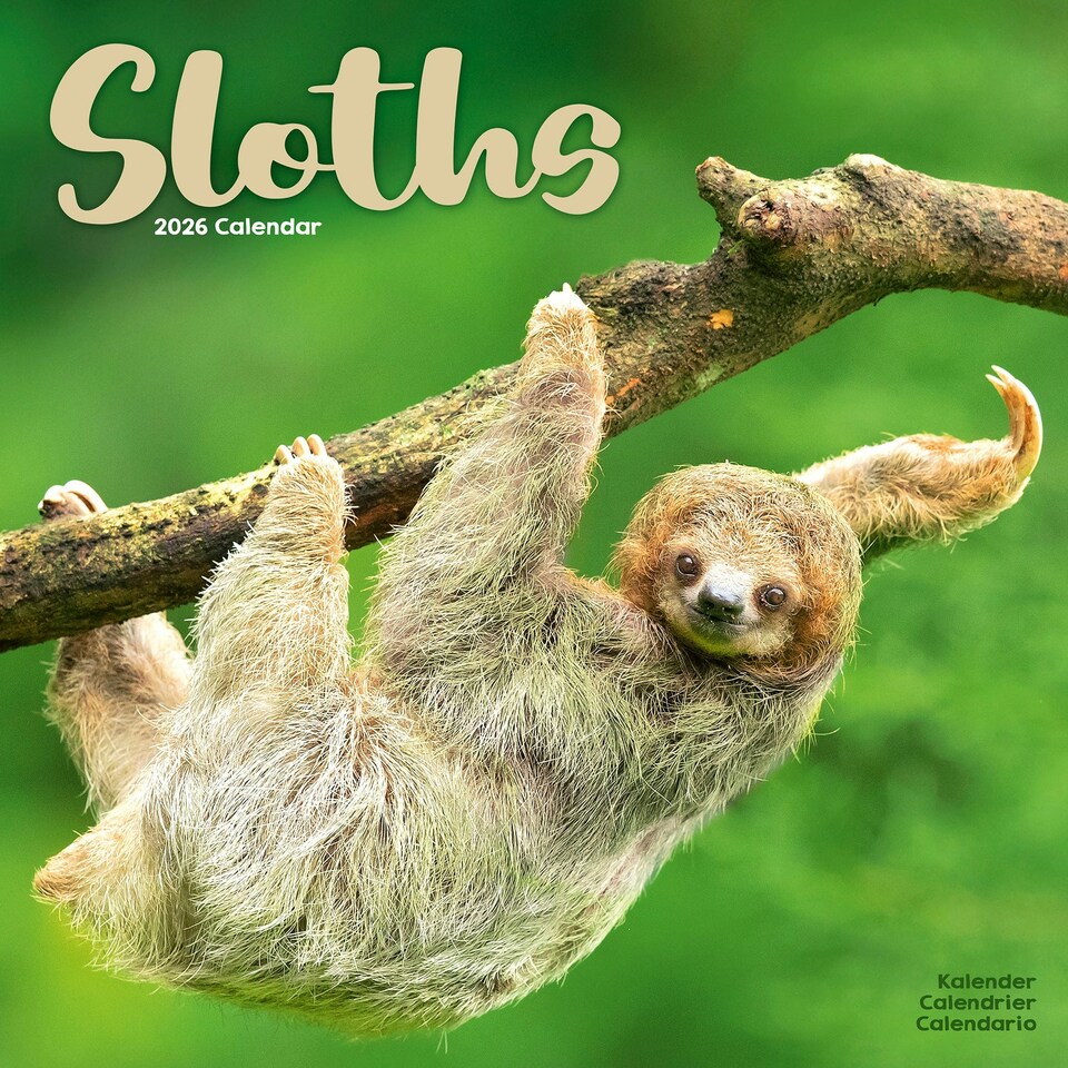 image 1 of Sloths 2026 Calendar | Square Wall Calendar | Animal Gift | Plastic Free Packaging | by Avonside Publishing