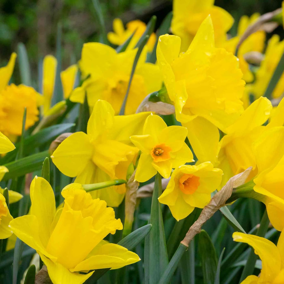 image 1 of Marshalls Garden Daffodil Bulbs Mix Yellow Shades 100 bulbs
