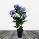 image 1 of Artificial Large Hydrangea Plant Flowering Bush Blue Botanik