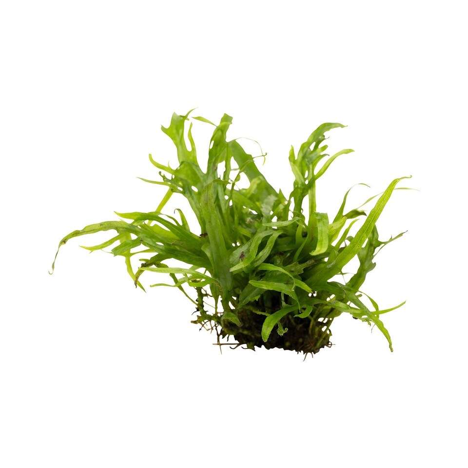 image 1 of Trident Java Fern (Microsorum pteropus 'Trident') - Live Aquarium Plant for Midground Planting, Low Light - Fish Tank Plant
