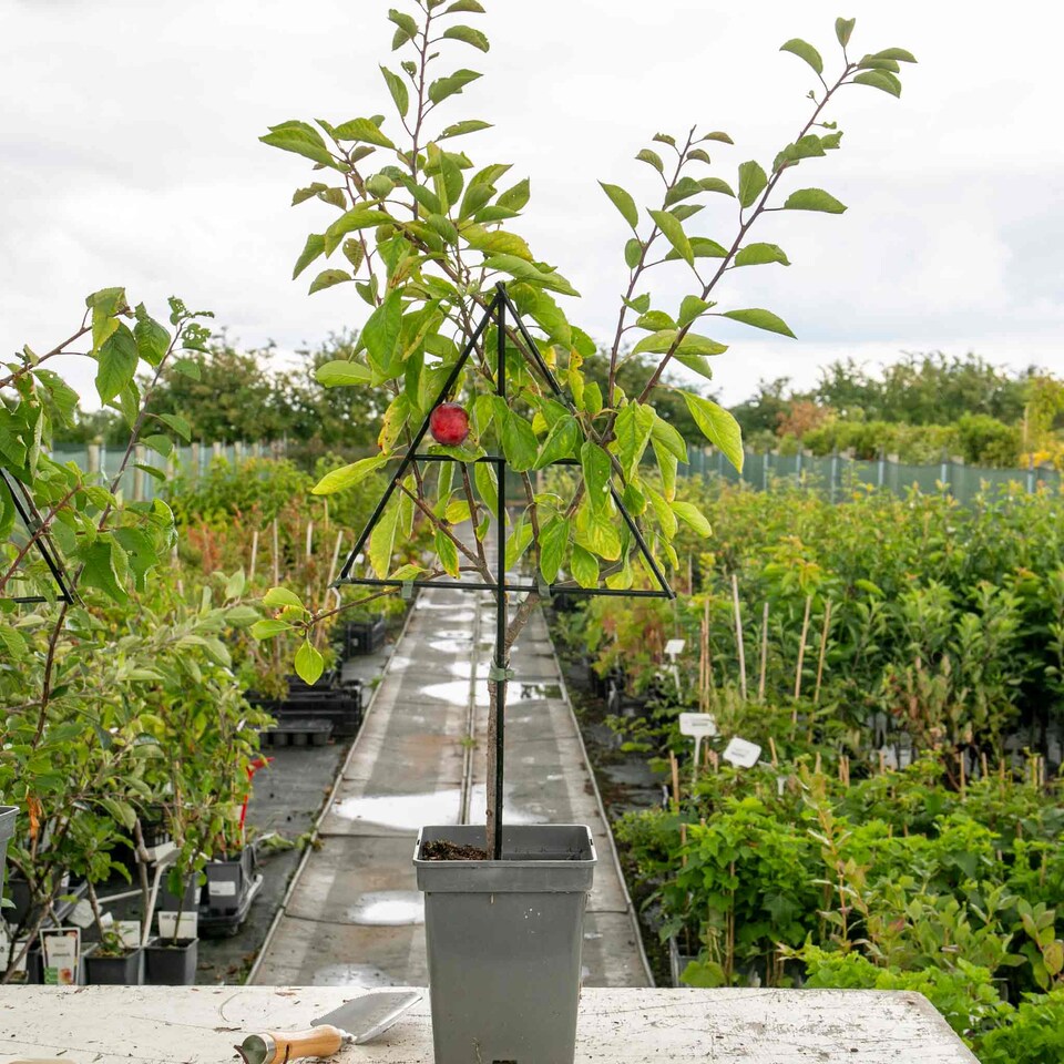 image 1 of Marshalls Garden Patio Plum 'Opal' 5 Litre Fan-Trained
