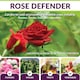 image 4 of Karlsten 3-in-1 Rose Protection Spray | Kills Aphids, Whiteflies & Spider Mites | Prevents Powdery Mildew, Black Spot & Fungal Diseases | Rose Feed & Plant Tonic for Stronger, Healthier Growth