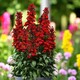 image 3 of Carbeth Plants Lobelia Speciosa Mix Starship Deep Scarlet 3 x 9cm Pot in 9cm Pot - Hardy Perennial Garden Plants