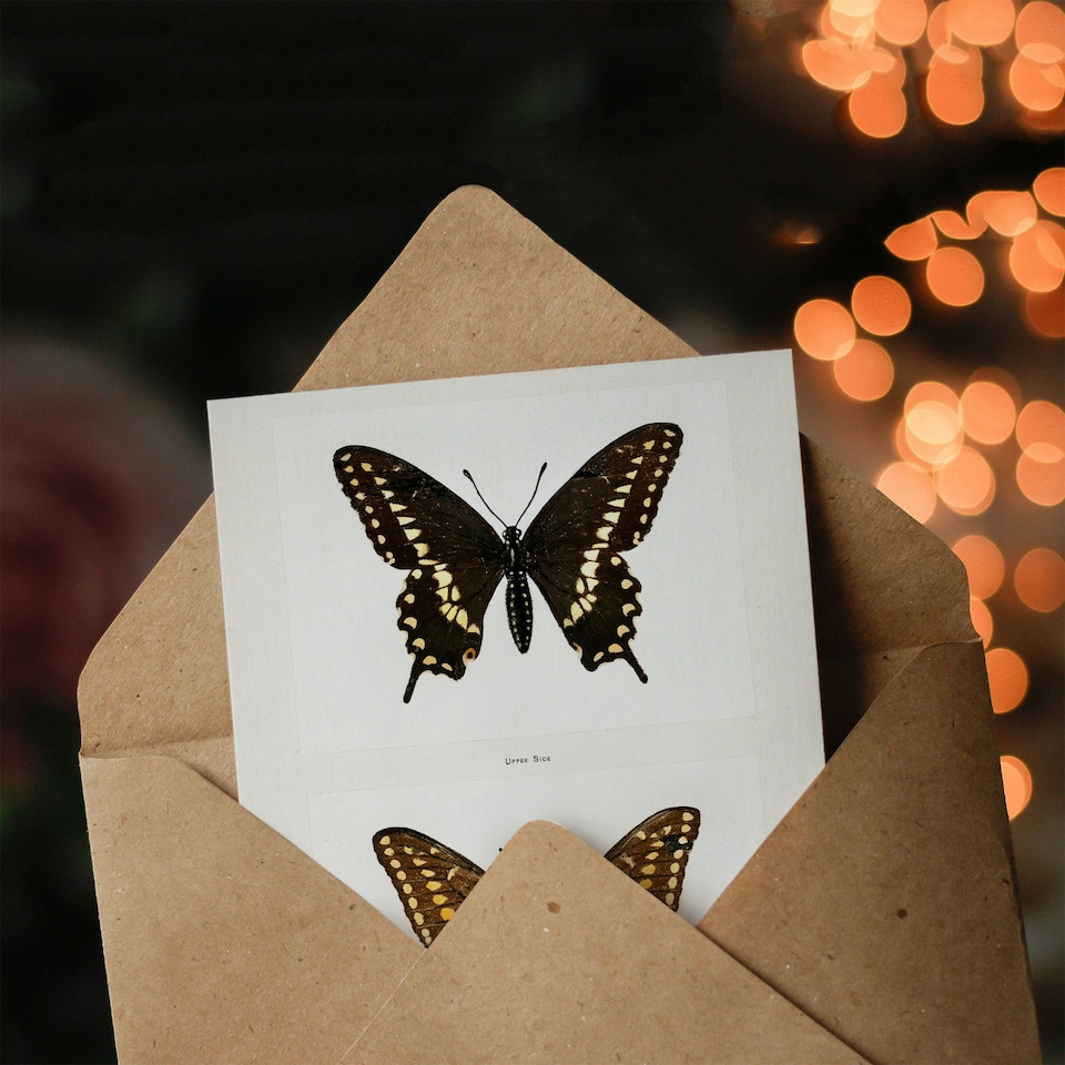 image 1 of Sherman Denton Art Card Black Swallowtail Butterfly