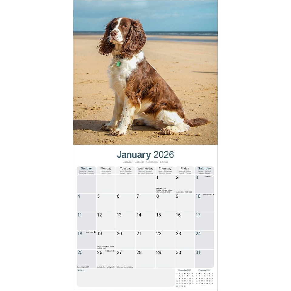 image 1 of English Springer Spaniel 2026 Calendar | Square Wall Calendar | Dog Breed Gift | Plastic Free Packaging | by Avonside Publishing