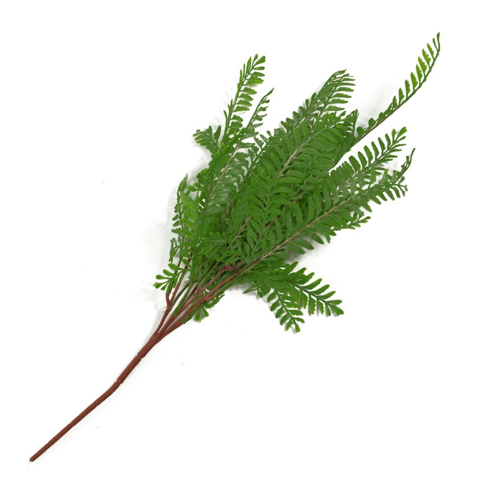 image 1 of 6 x 55cm Himilayan Maidenhair Fern Bush Dark Green Plant