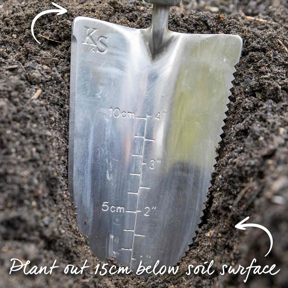 image 1 of Marshalls Garden Leek Seeds 'Batter' F1 40 seeds