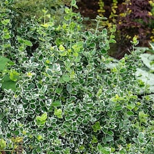 Marshalls Garden Euonymus Fortunei 'Emerald Gaiety' 3L | Green | Green and White | 3L Plants