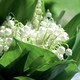 image 3 of Marshalls Garden Lily of the Valley (Convallaria majalis) 3 x 9cm