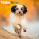 image 1 of Tibetan Terrier 2026 Calendar | Square Wall Calendar | Dog Breed Gift | Plastic Free Packaging | by Avonside Publishing