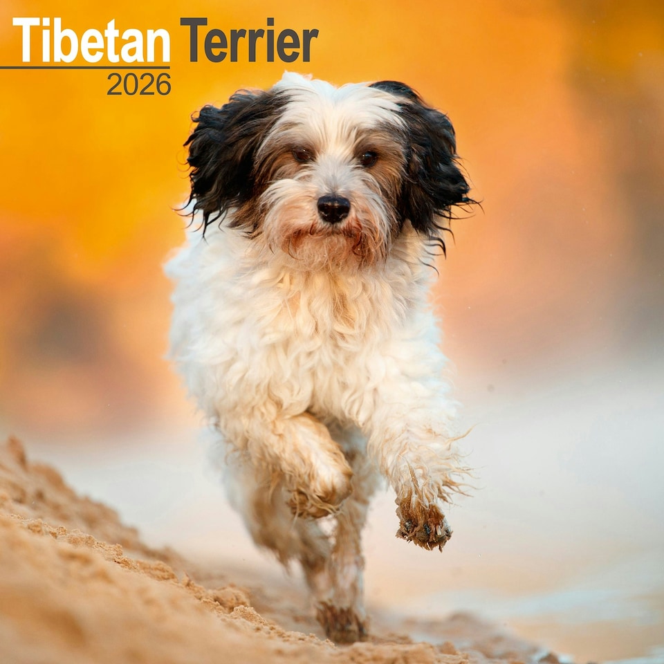 image 1 of Tibetan Terrier 2026 Calendar | Square Wall Calendar | Dog Breed Gift | Plastic Free Packaging | by Avonside Publishing