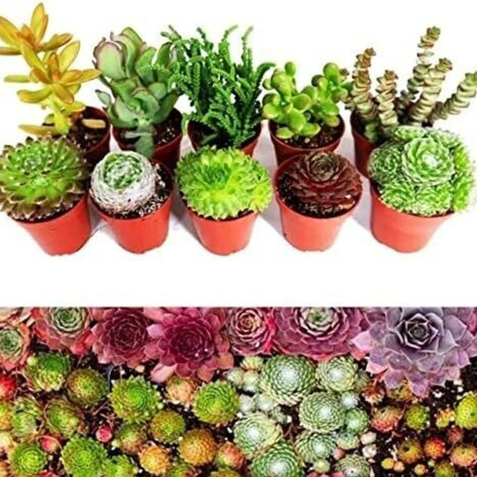 image 1 of 10 Sempervivum Succulent Plants - 5 Sempervivum - 5 Succulents in 5.5cm Pots