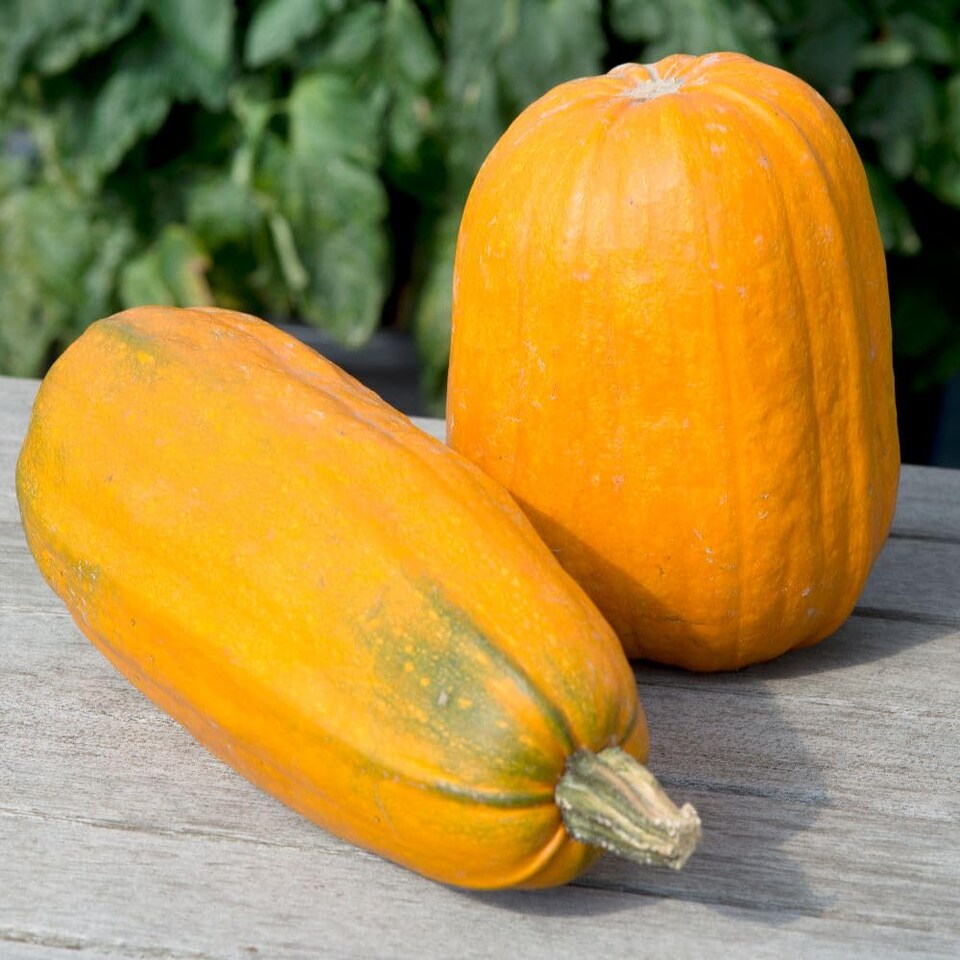 image 1 of Squash Long Pie Sweet Large Orange Fruits 2.5-4kg Ideal for Baking & Pies by Thompson and Morgan