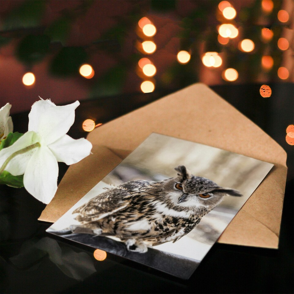 image 1 of Carol M Highsmith Art Card Long Eared Owl Perched On A Rock