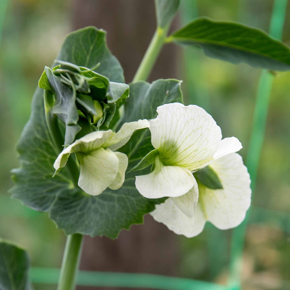 image 1 of Marshalls Garden Mangetout Pea Seeds 'Delikata' 200 seeds