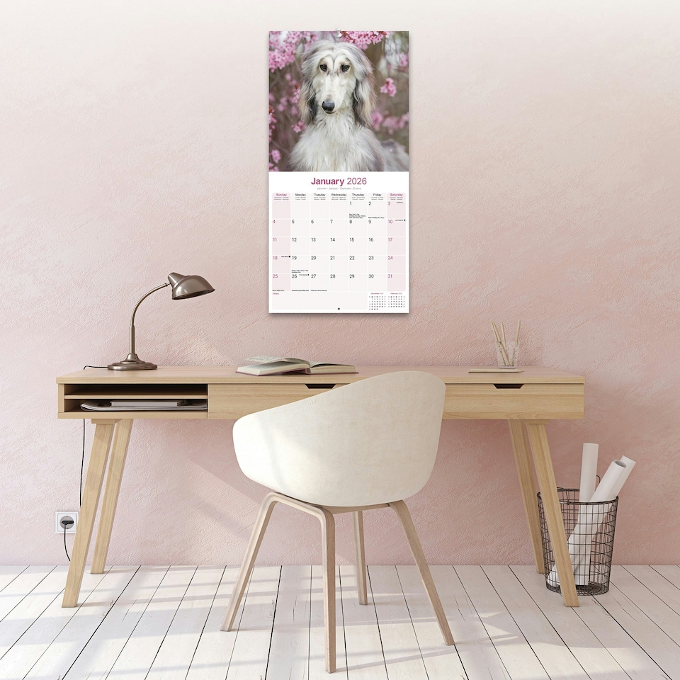 image 1 of Afghan 2026 Calendar | Square Wall Calendar | Dog Breed Gift | Plastic Free Packaging | by Avonside Publishing