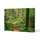 image 1 of Woodland path (Canvas Print)