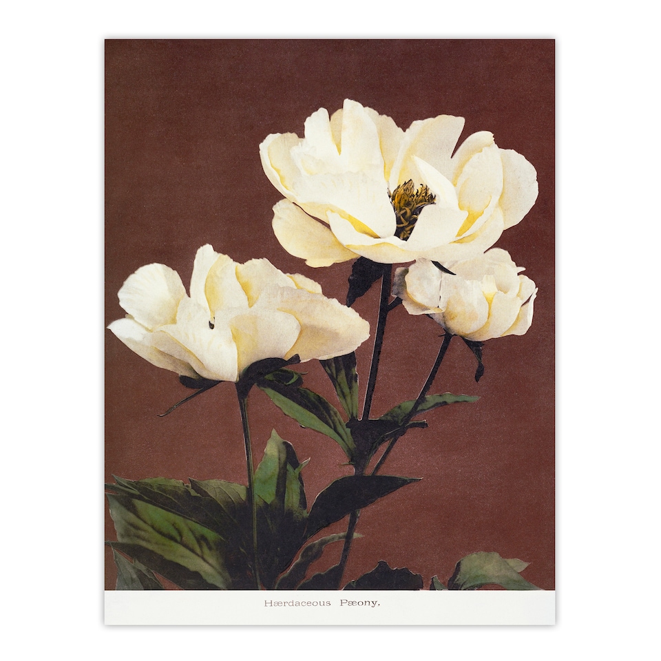 image 1 of Ogawa Kazumasa Framed Wall Art Print White Herbaceous Peony Flowers Home Décor