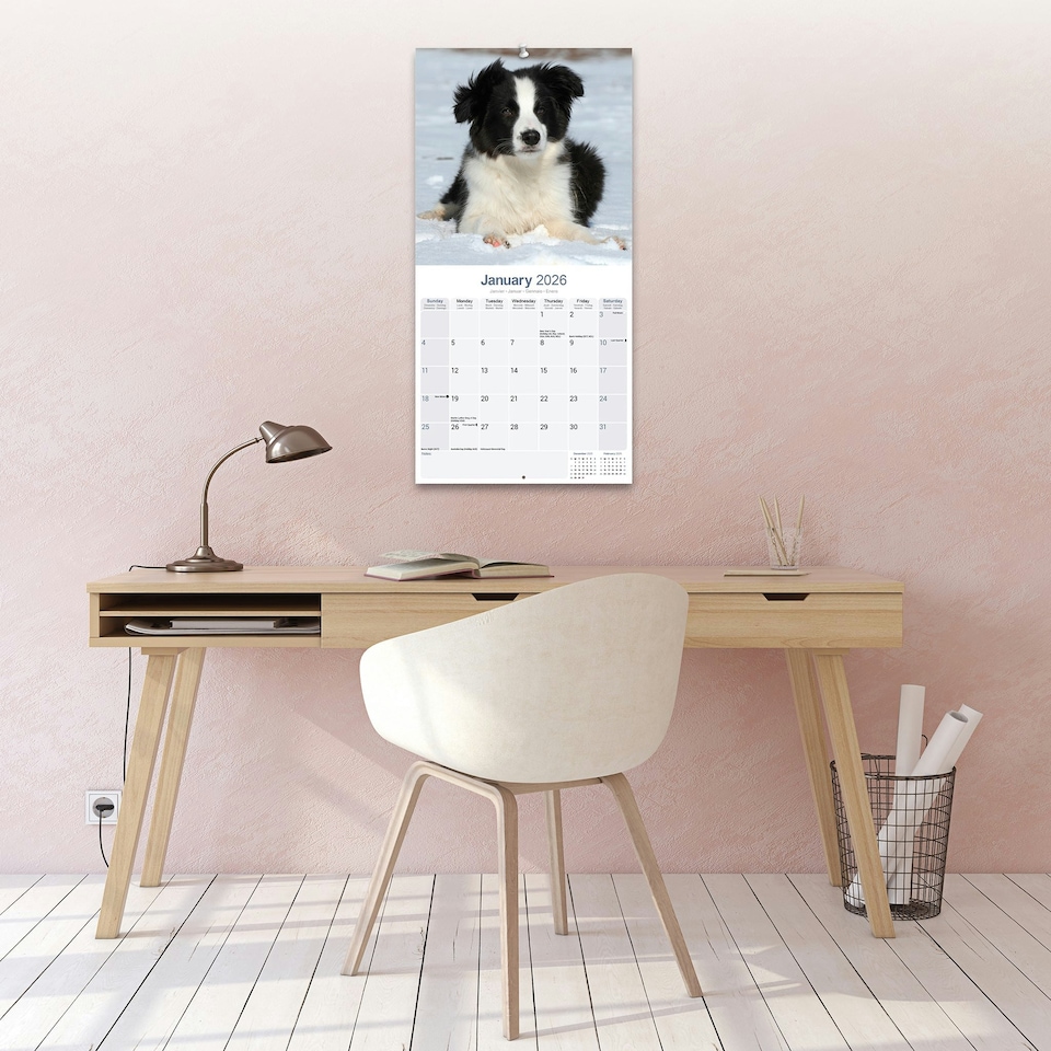 image 1 of Border Collie Puppies 2026 Calendar | Square Wall Calendar | Dog Breed Gift | Plastic Free Packaging | by Avonside Publishing