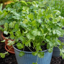 Marshalls Garden Coriander Plant - 3 plug plants