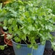 image 1 of Marshalls Garden Coriander Plant - 3 plug plants