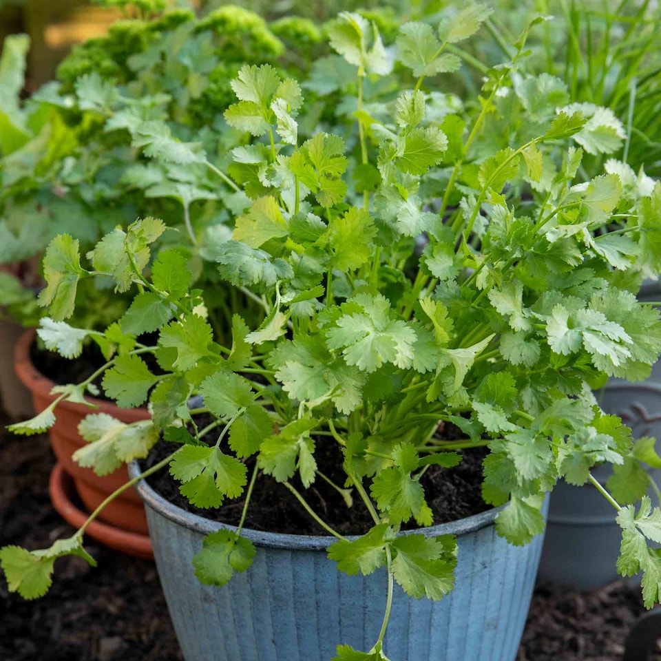 image 1 of Marshalls Garden Coriander Plant - 3 plug plants
