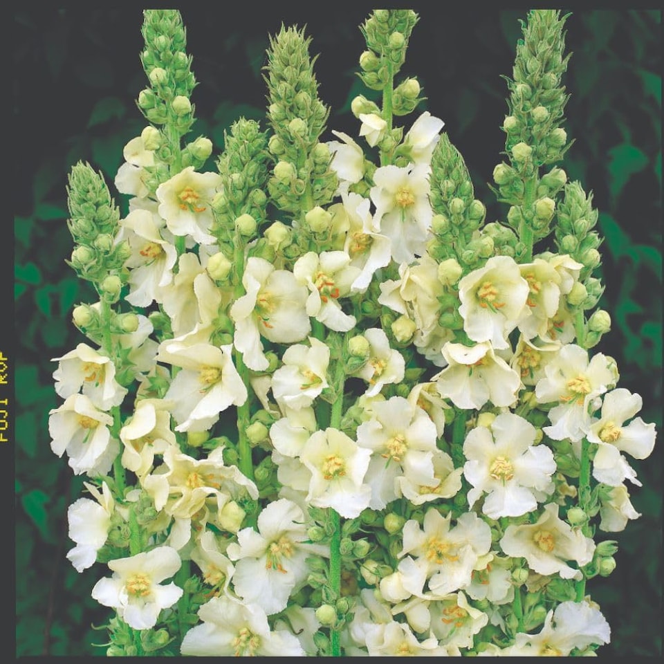 image 1 of Verbascum Snow Maiden White Mullein with Yellow Centers - 1 Litre Potted Plant