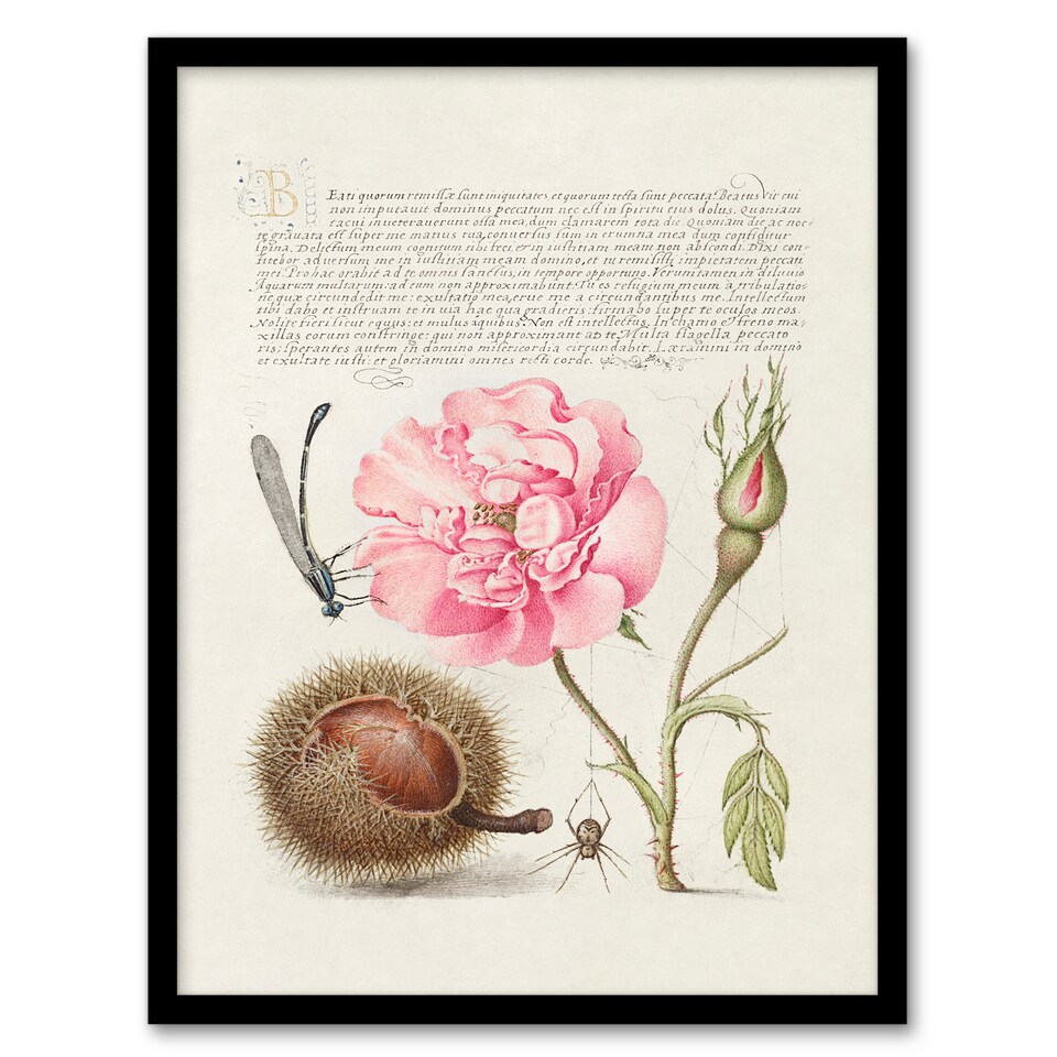 image 1 of Model Book of Calligraphy Framed Wall Art Damselfly Rose Chestnut Spider
