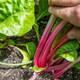 image 2 of Marshalls Garden Swiss Chard Seeds 'Pink Peppermint' 50 Seeds | Green | Pink Peppermint | 1