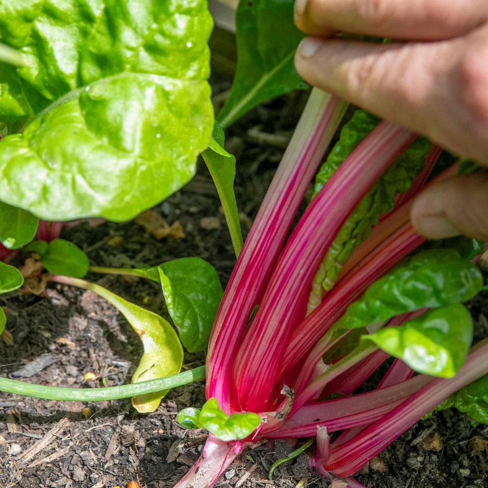 image 1 of Marshalls Garden Swiss Chard Seeds 'Pink Peppermint' 50 Seeds | Green | Pink Peppermint | 1