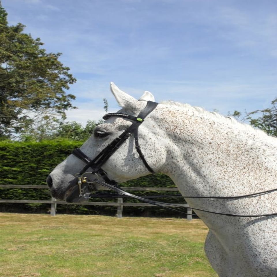 image 1 of Rhinegold Anatomic Double Bridle Brown | Size: Cob
Colour: H.Brown