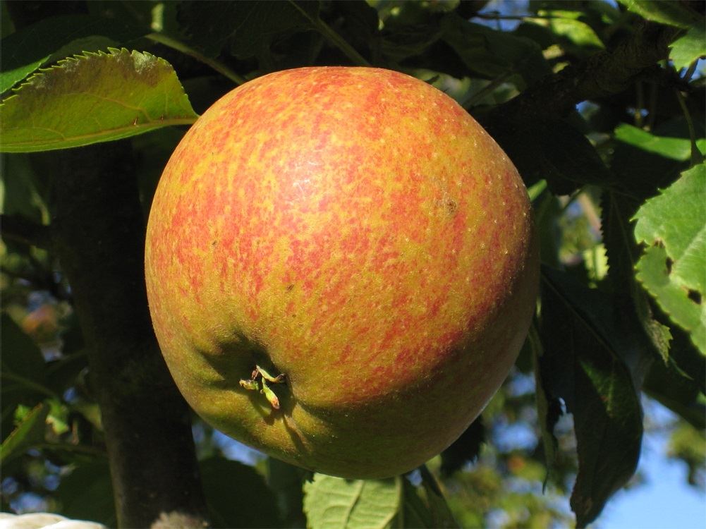 Direct Plants Cox's Orange Pippin Apple Dwarf Patio Fruit Tree 3-4ft Supplied in a 5 Litre Pot in Green