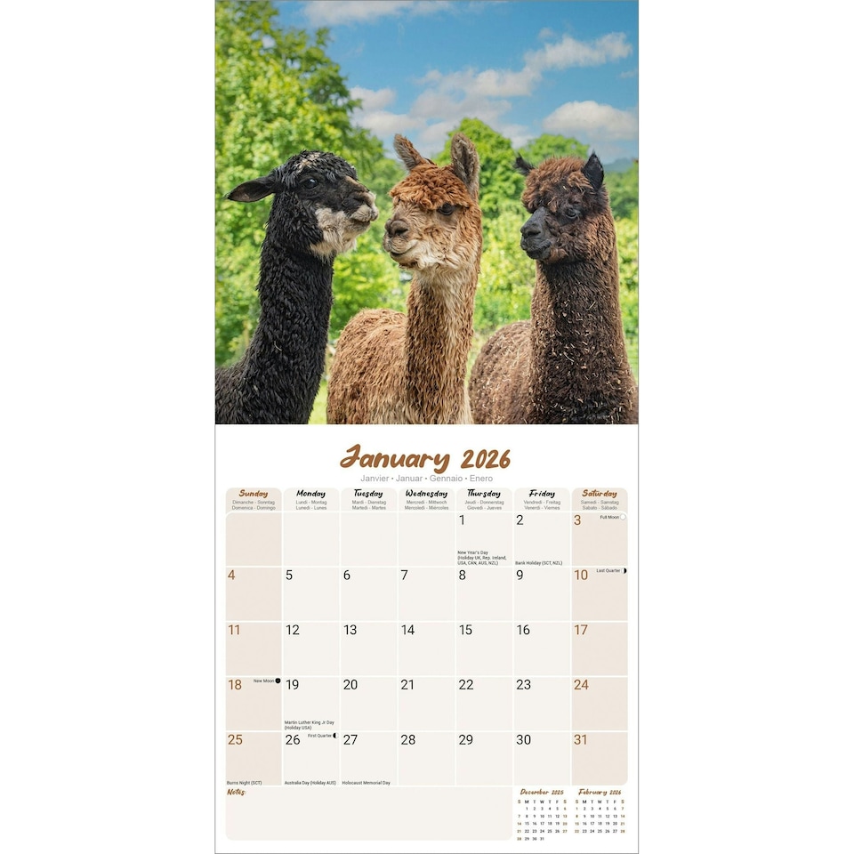 image 1 of Alpacas 2026 Calendar | Square Wall Calendar | Animal Gift | Plastic Free Packaging | by Avonside Publishing
